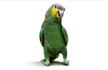 Chatty Family Parrot exposes cheating Husband’s affair to Wife